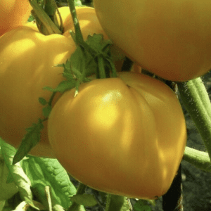 Close-up of yellow heart-shaped tomatoes growing on the vine.